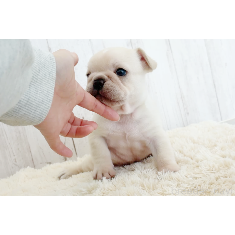 販売中の京都府のフレンチブルドッグ-445717の25枚目