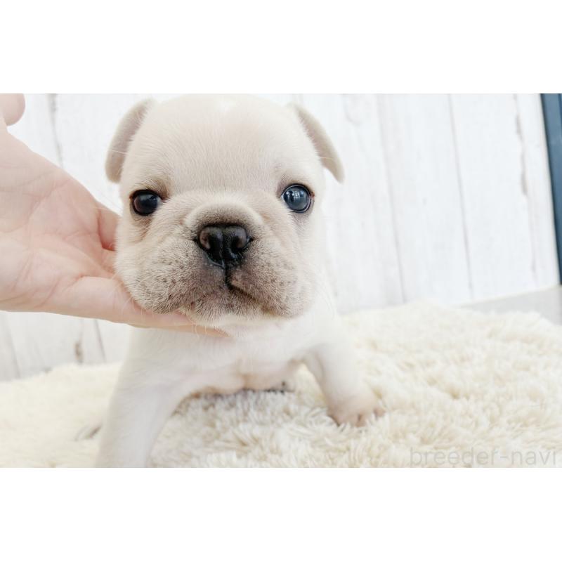 販売中の京都府のフレンチブルドッグ-445717の24枚目