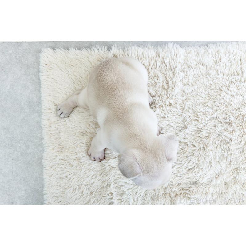 販売中の京都府のフレンチブルドッグ-445717の23枚目