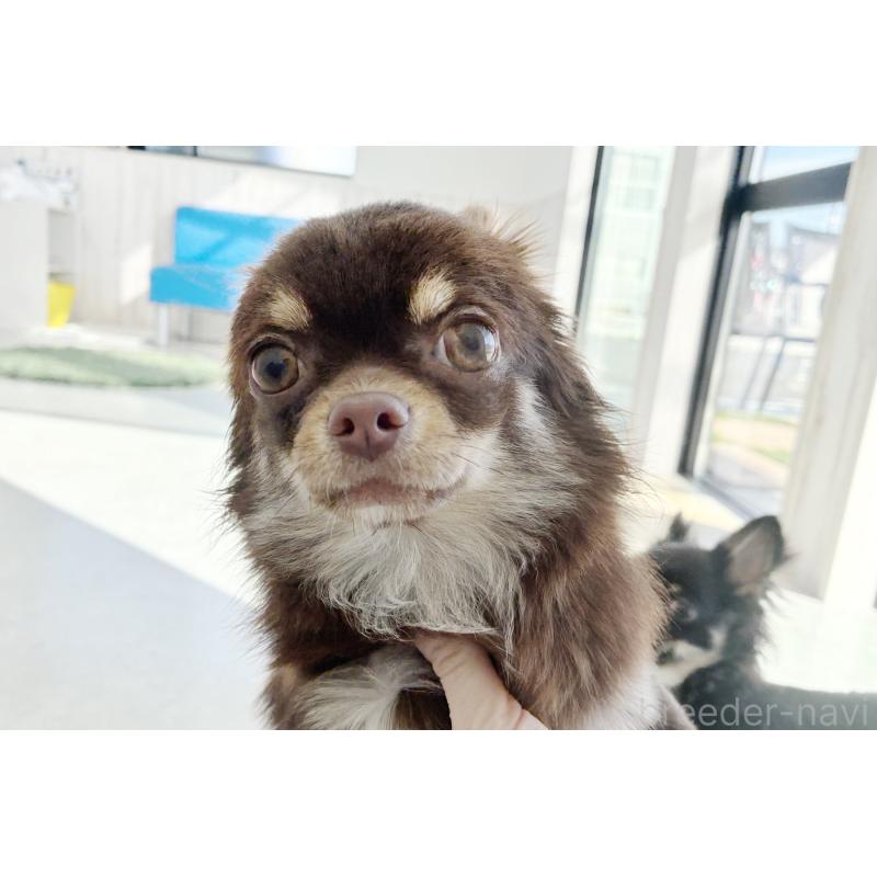 販売中の京都府のチワワ(ロングコート)-402494の3枚目