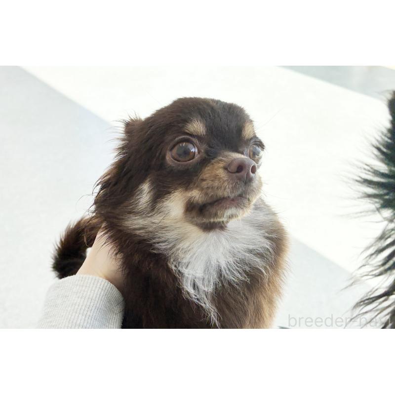 販売中の京都府のチワワ(ロングコート)-402494の2枚目