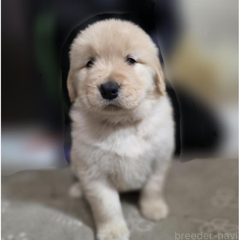 成約済の静岡県のゴールデンレトリーバー-443636の10枚目