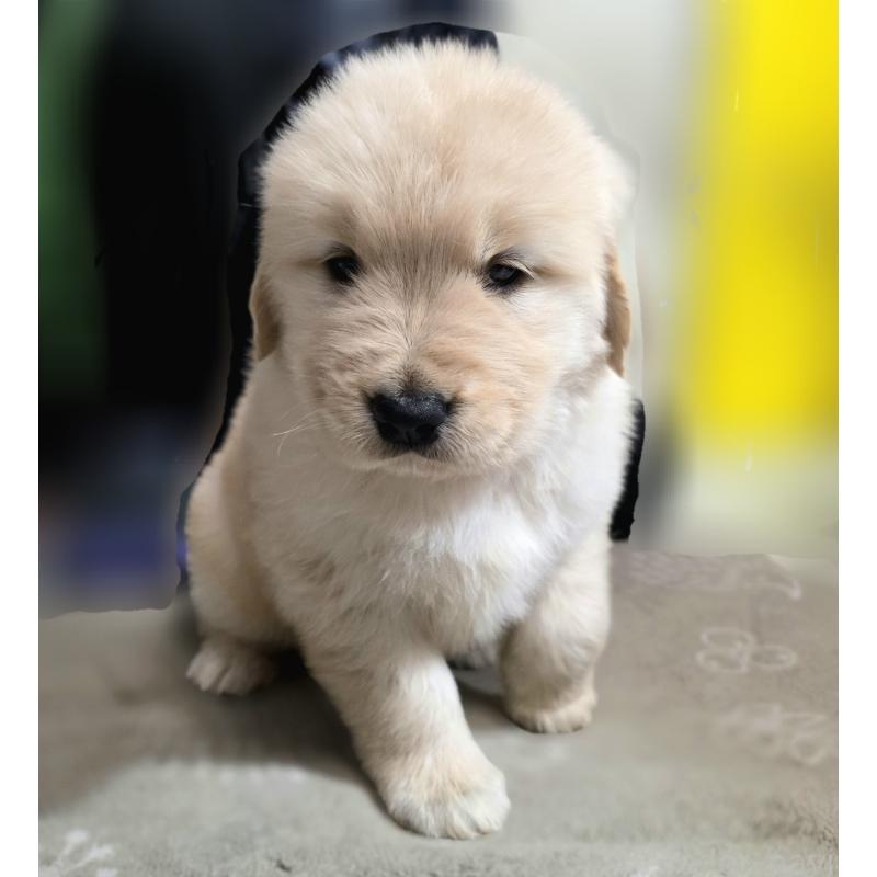 成約済の静岡県のゴールデンレトリーバー-443636の9枚目