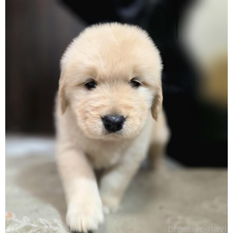 成約済の静岡県のゴールデンレトリーバー-443636の8枚目