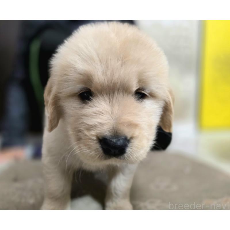 成約済の静岡県のゴールデンレトリーバー-443636の7枚目