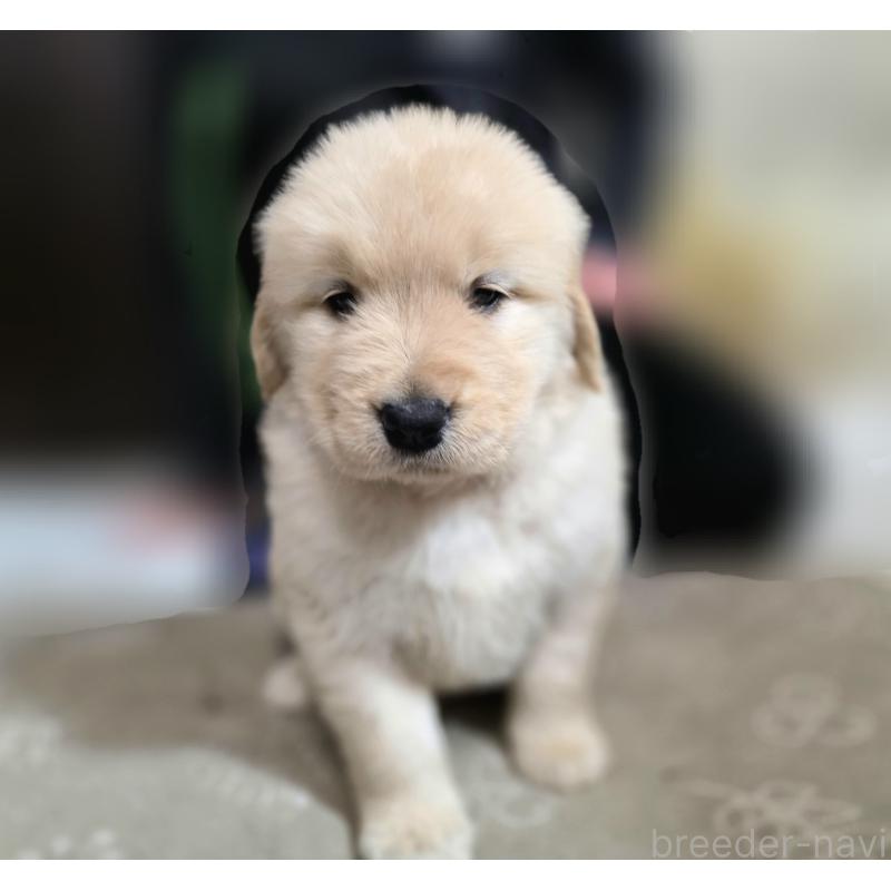 成約済の静岡県のゴールデンレトリーバー-443636の6枚目