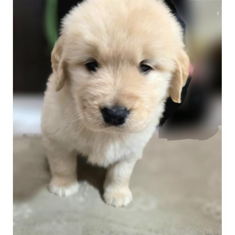 成約済の静岡県のゴールデンレトリーバー-443636の5枚目