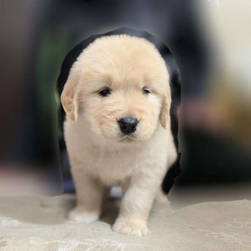 成約済の静岡県のゴールデンレトリーバー-443636の4枚目