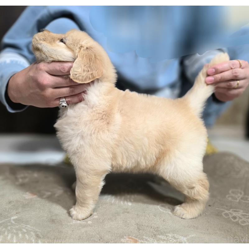 成約済の静岡県のゴールデンレトリーバー-443636の3枚目