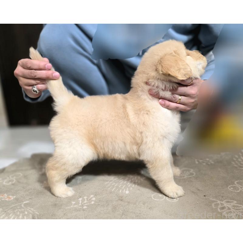 成約済の静岡県のゴールデンレトリーバー-443636の2枚目