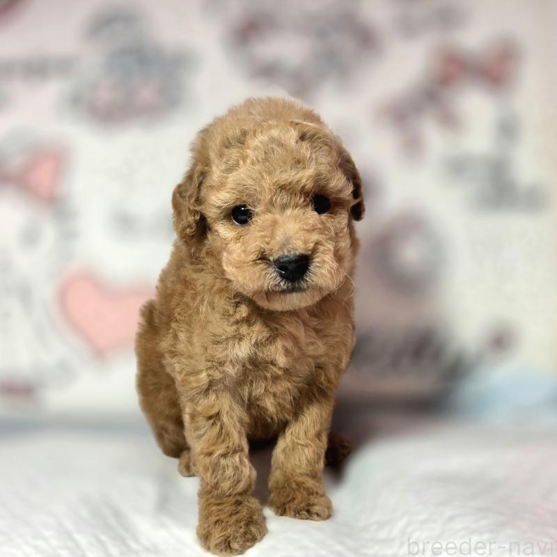 ♀︎トイプードル