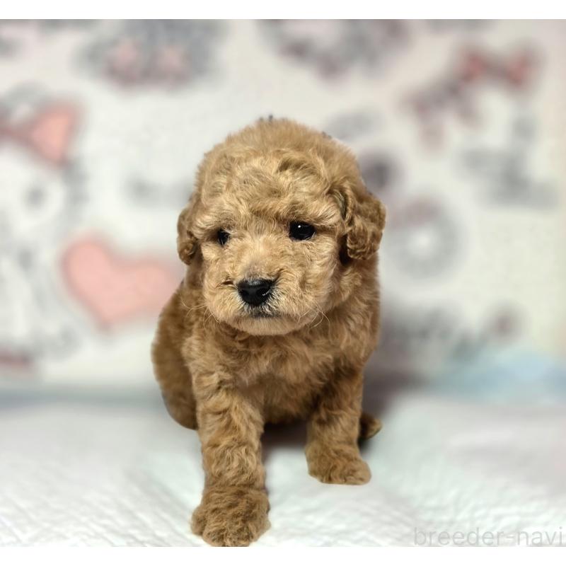 成約済の静岡県のトイプードル-443609の8枚目