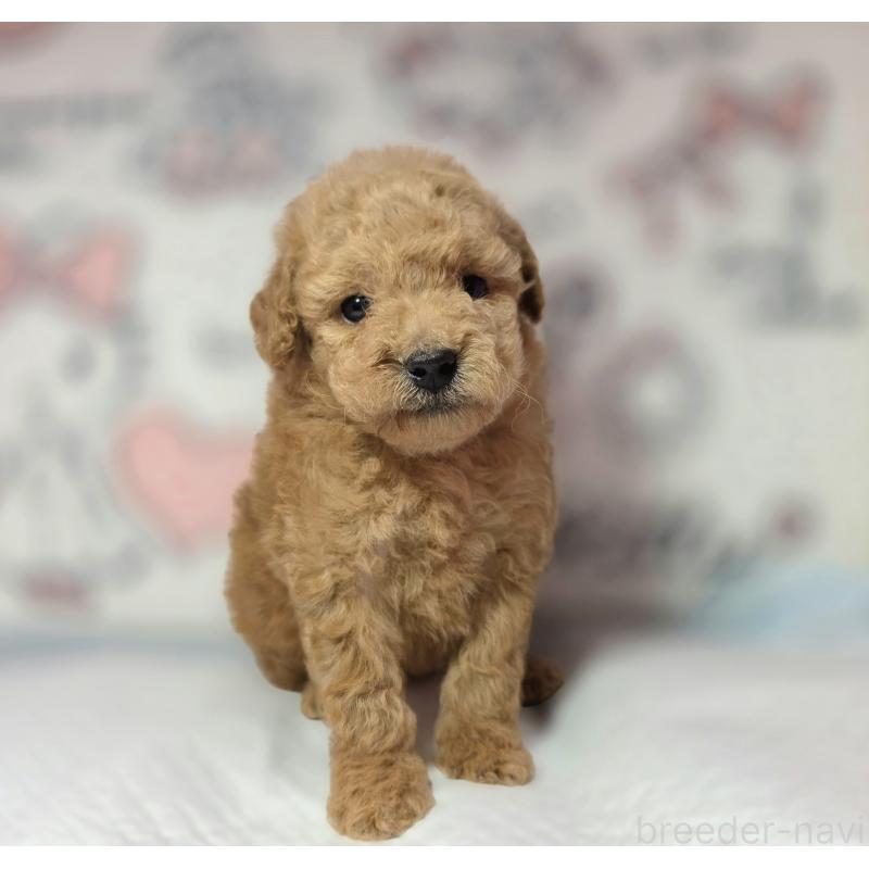 成約済の静岡県のトイプードル-443609の7枚目