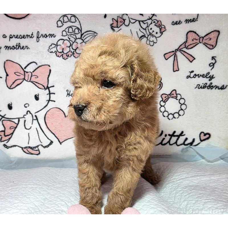 成約済の静岡県のトイプードル-443609の5枚目