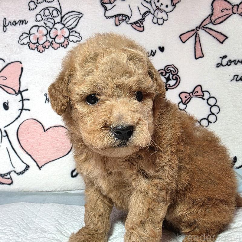 成約済の静岡県のトイプードル-443609の4枚目