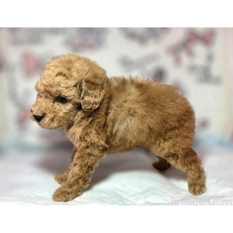 成約済の静岡県のトイプードル-443609の3枚目