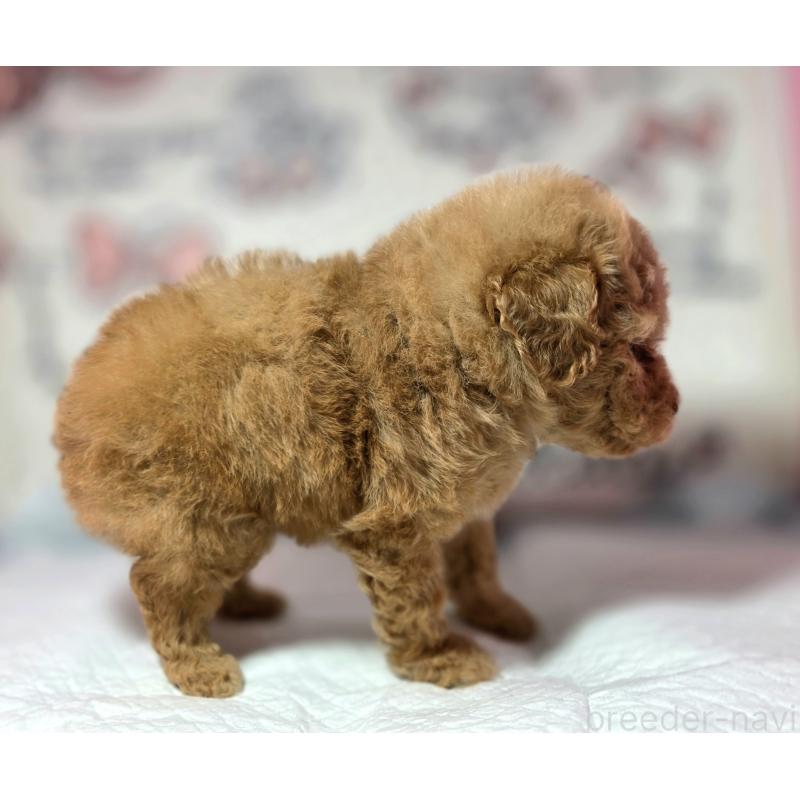 成約済の静岡県のトイプードル-443609の2枚目