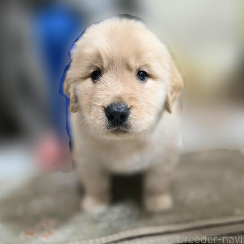 成約済の静岡県のゴールデンレトリーバー-443622の9枚目