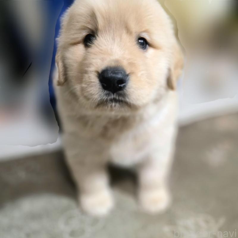 成約済の静岡県のゴールデンレトリーバー-443622の8枚目