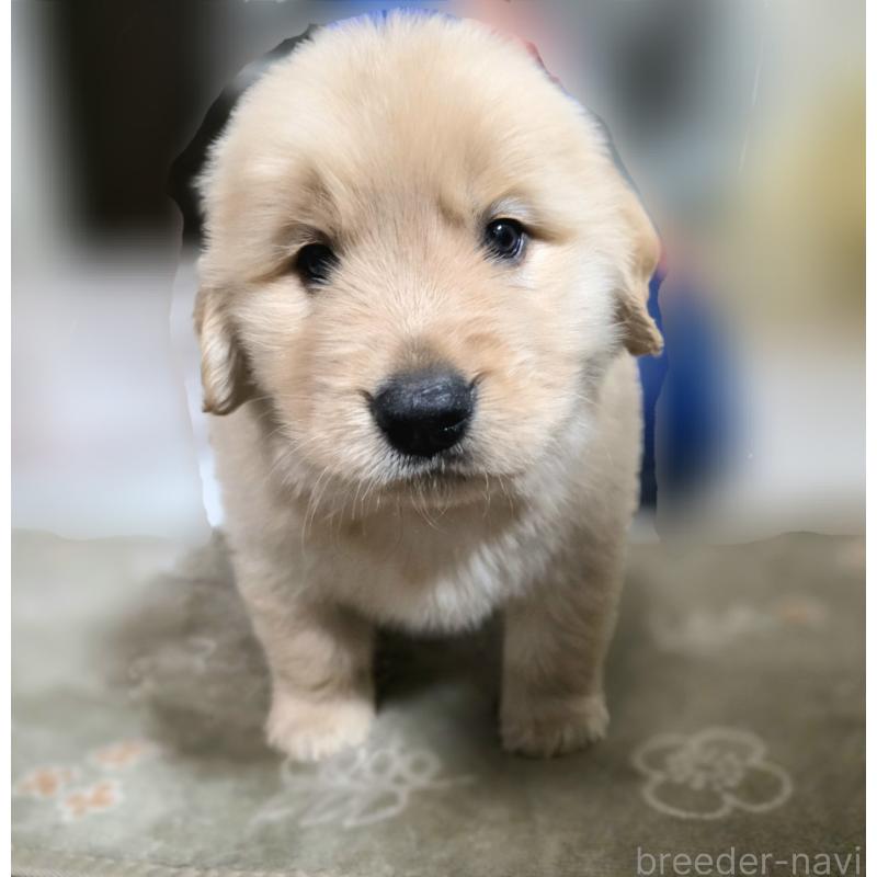 成約済の静岡県のゴールデンレトリーバー-443622の7枚目