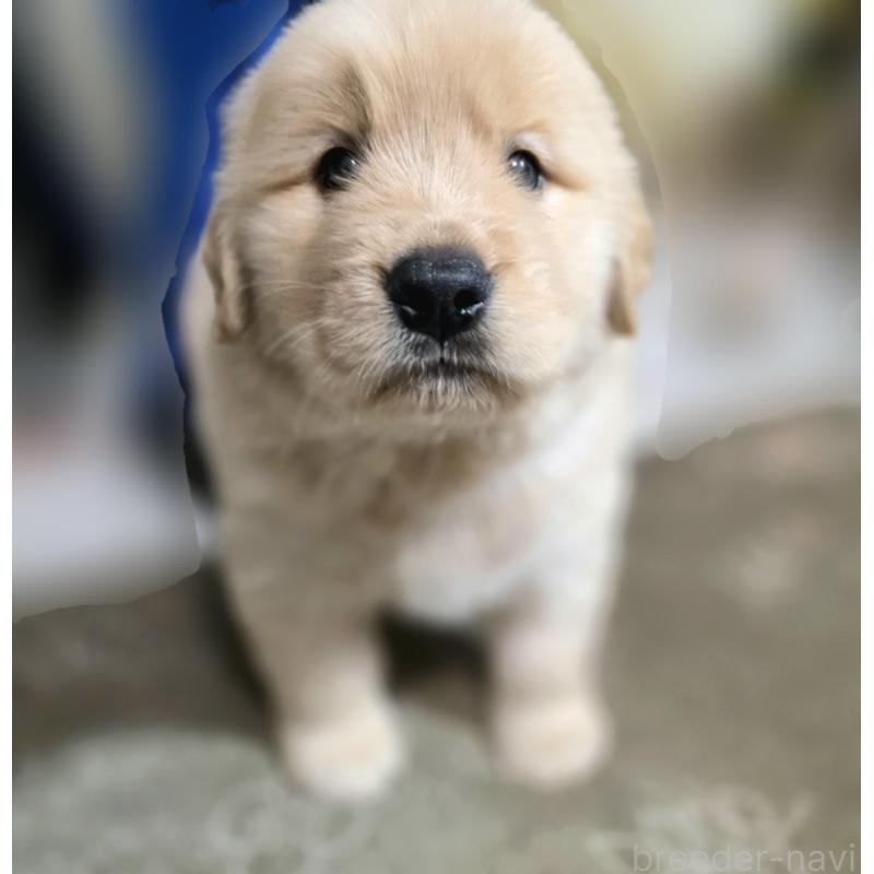 成約済の静岡県のゴールデンレトリーバー-443622の6枚目