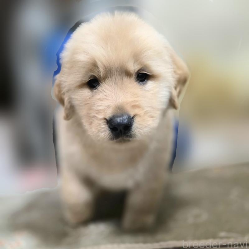 成約済の静岡県のゴールデンレトリーバー-443622の5枚目