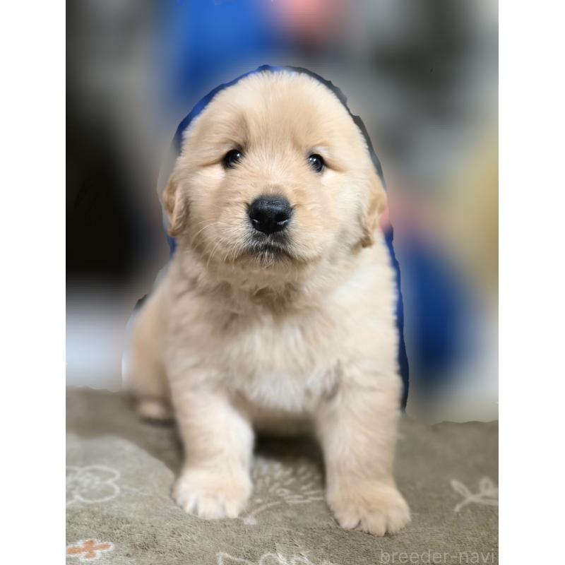 成約済の静岡県のゴールデンレトリーバー-443622の4枚目