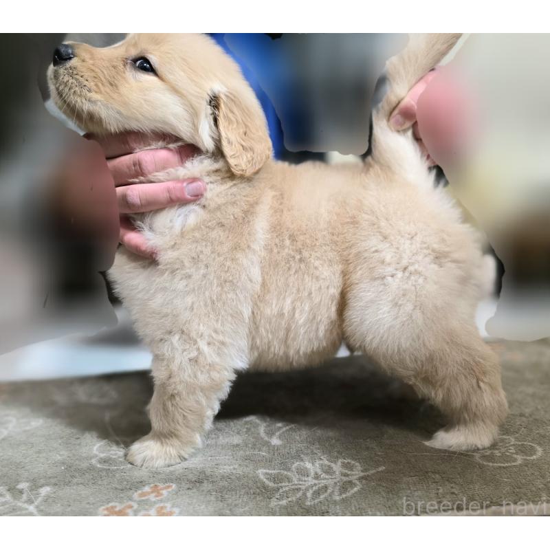 成約済の静岡県のゴールデンレトリーバー-443622の3枚目