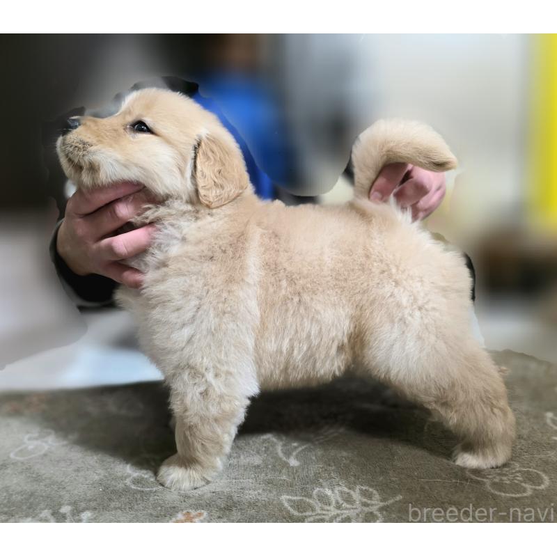成約済の静岡県のゴールデンレトリーバー-443622の2枚目