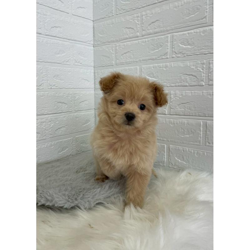 成約済の岡山県のポメプー:ポメラニアン×トイプードル-444262の20枚目