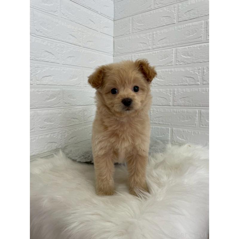 成約済の岡山県のポメプー:ポメラニアン×トイプードル-444262の19枚目