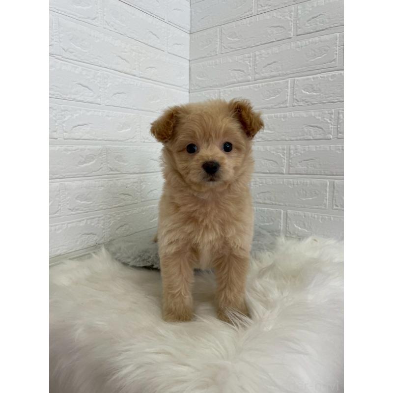 成約済の岡山県のポメプー:ポメラニアン×トイプードル-444262の18枚目