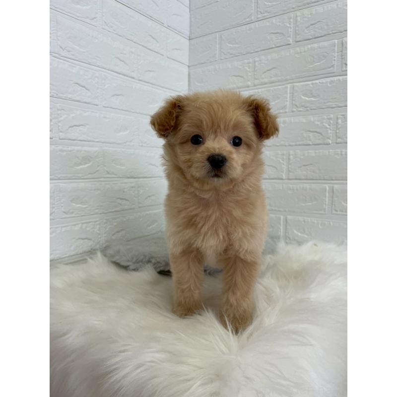 成約済の岡山県のポメプー:ポメラニアン×トイプードル-444262の17枚目