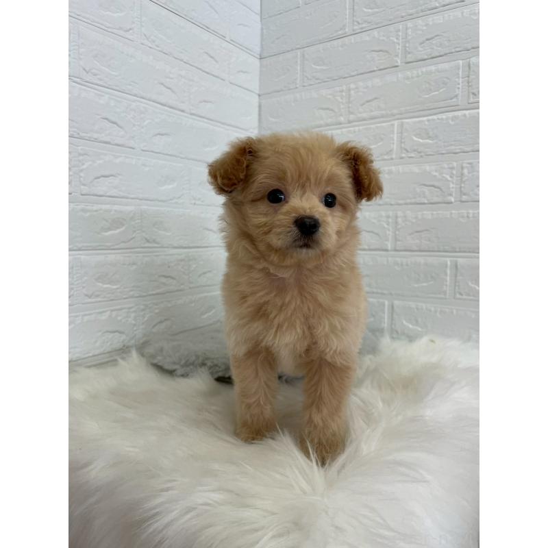 成約済の岡山県のポメプー:ポメラニアン×トイプードル-444262の16枚目