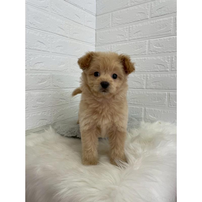 成約済の岡山県のポメプー:ポメラニアン×トイプードル-444262の15枚目