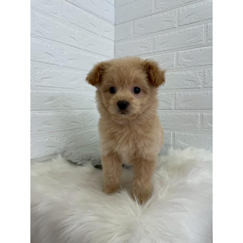 成約済の岡山県のポメプー:ポメラニアン×トイプードル-444262の14枚目