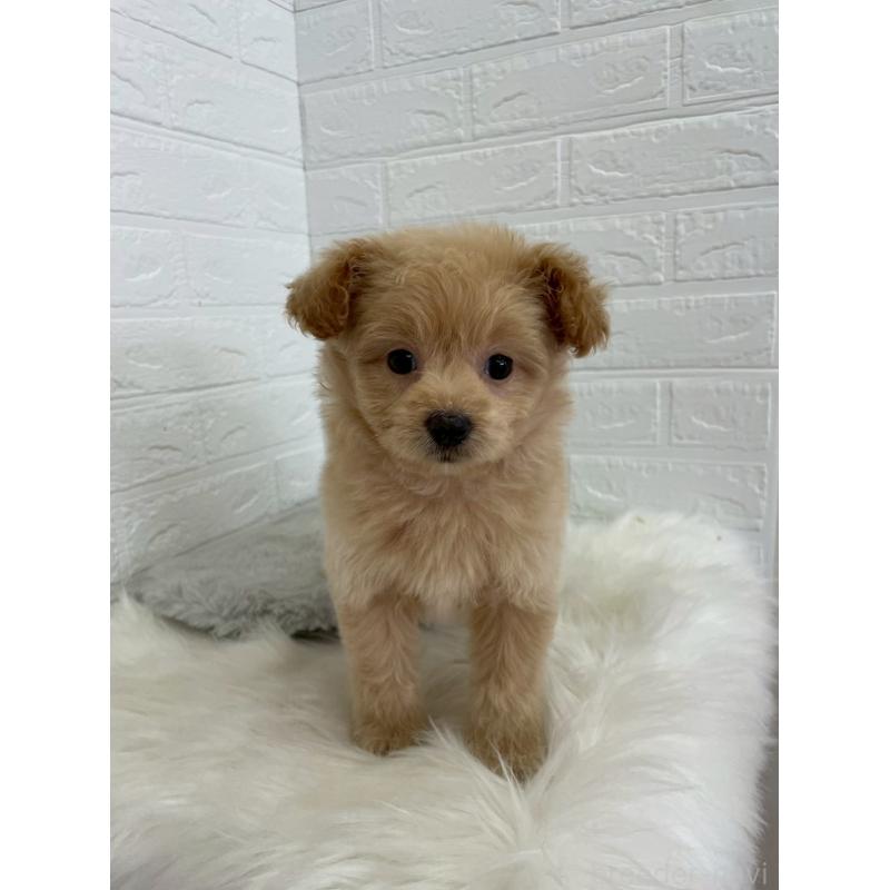 成約済の岡山県のポメプー:ポメラニアン×トイプードル-444262の13枚目