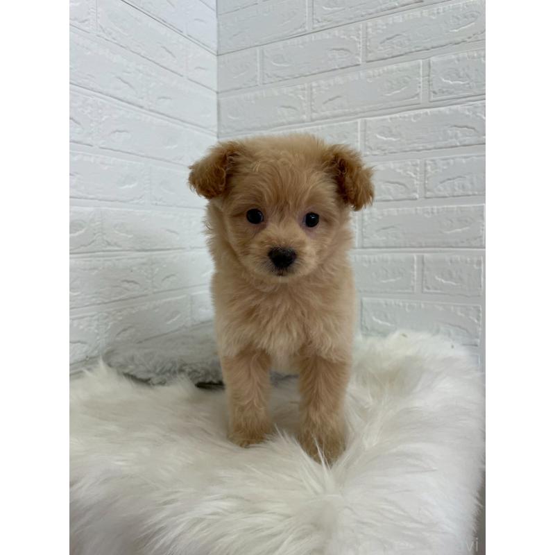 成約済の岡山県のポメプー:ポメラニアン×トイプードル-444262の12枚目