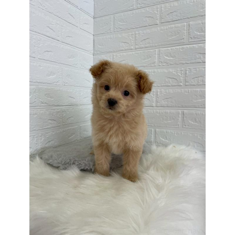 成約済の岡山県のポメプー:ポメラニアン×トイプードル-444262の11枚目