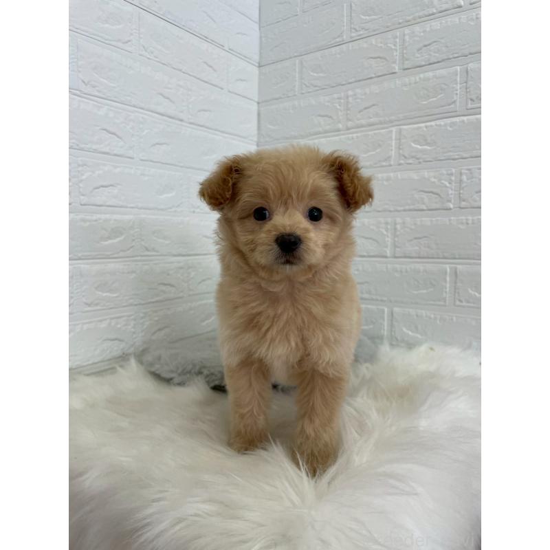 成約済の岡山県のポメプー:ポメラニアン×トイプードル-444262の10枚目