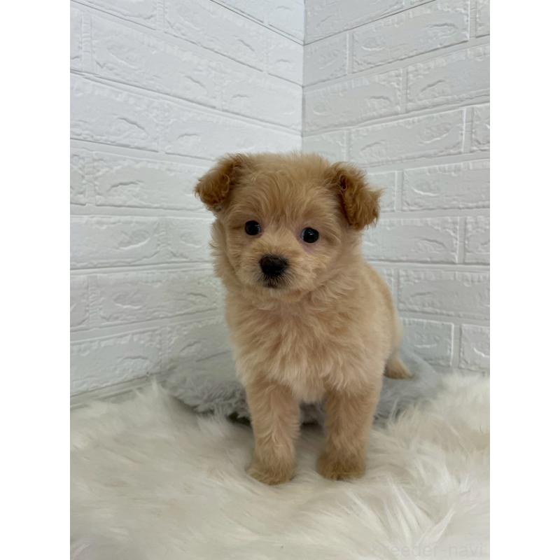 成約済の岡山県のポメプー:ポメラニアン×トイプードル-444262の9枚目