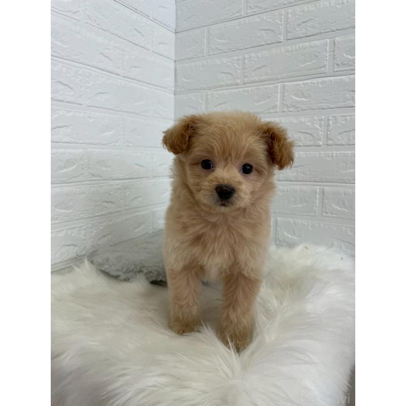 成約済の岡山県のポメプー:ポメラニアン×トイプードル-444262の8枚目