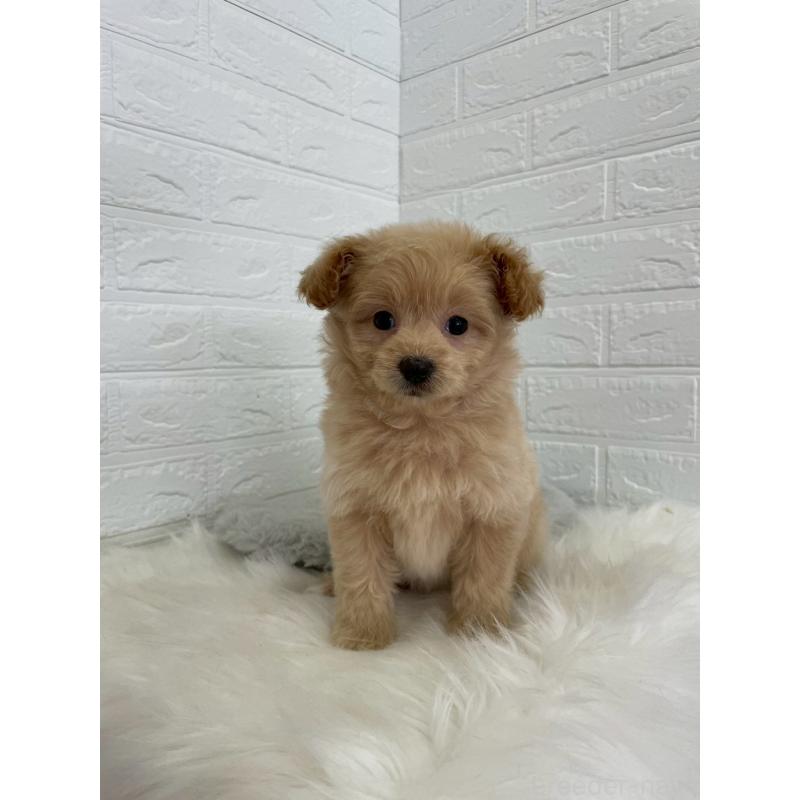 成約済の岡山県のポメプー:ポメラニアン×トイプードル-444262の7枚目