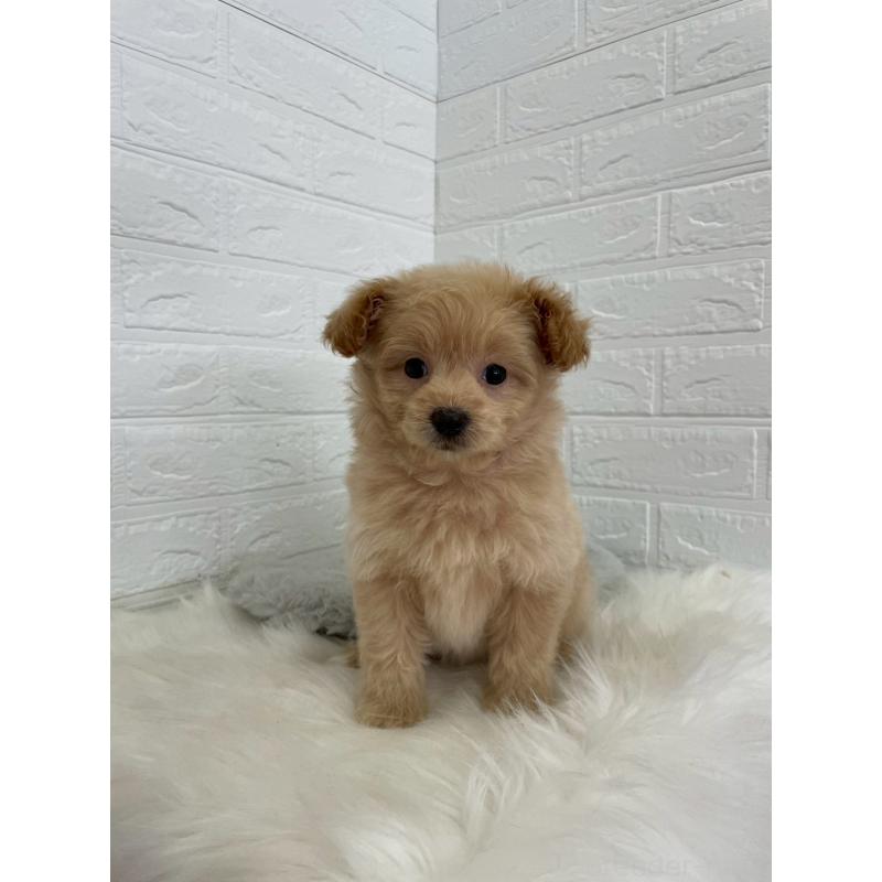 成約済の岡山県のポメプー:ポメラニアン×トイプードル-444262の6枚目