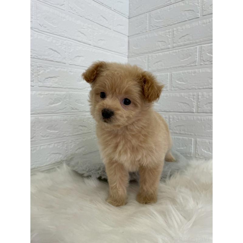 成約済の岡山県のポメプー:ポメラニアン×トイプードル-444262の5枚目