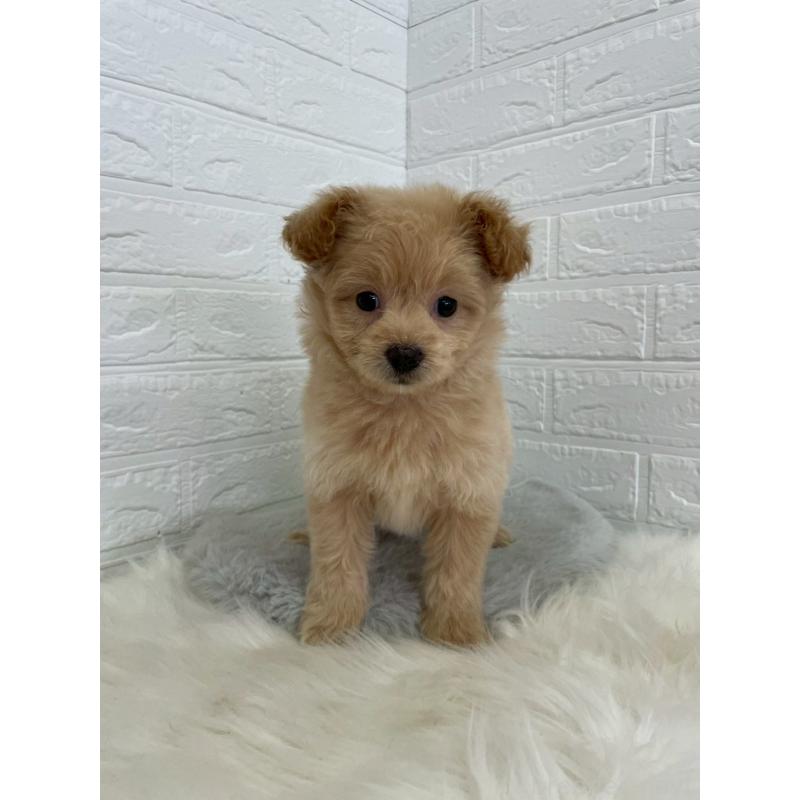 成約済の岡山県のポメプー:ポメラニアン×トイプードル-444262の4枚目