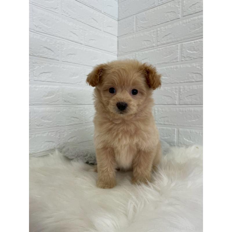 成約済の岡山県のポメプー:ポメラニアン×トイプードル-444262の3枚目