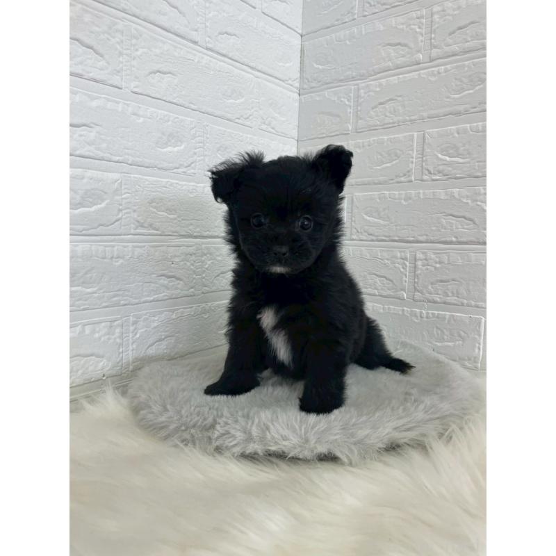 成約済の岡山県のポメプー:ポメラニアン×トイプードル-444263の12枚目