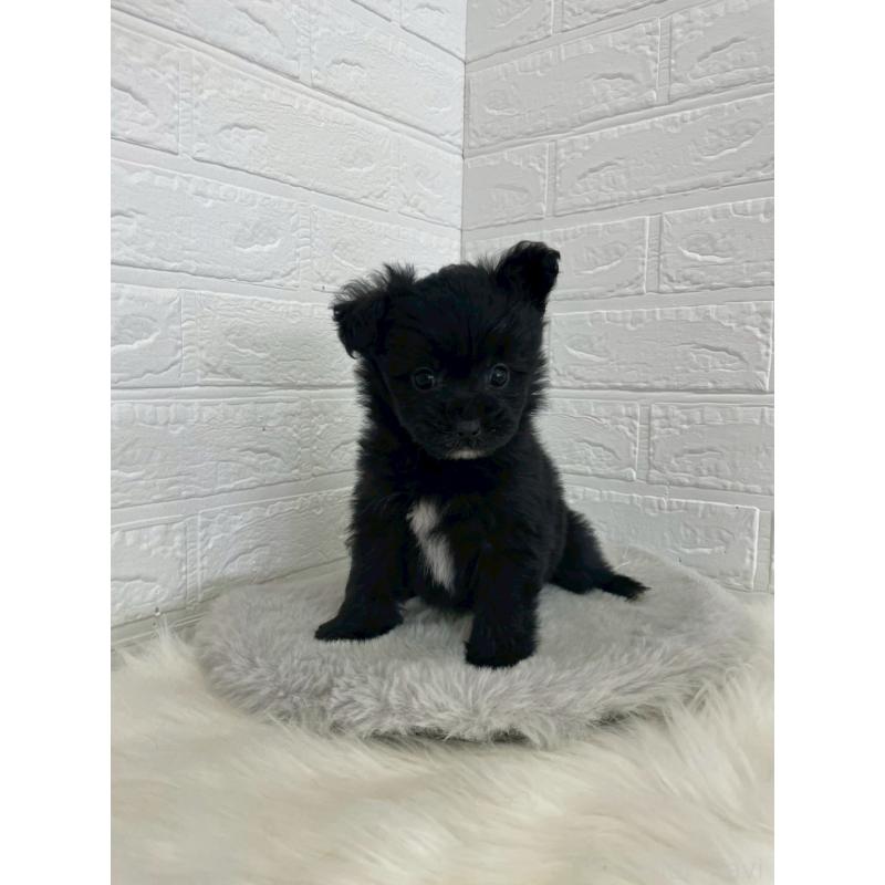 成約済の岡山県のポメプー:ポメラニアン×トイプードル-444263の11枚目