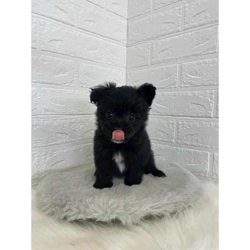 成約済の岡山県のポメプー:ポメラニアン×トイプードル-444263の10枚目